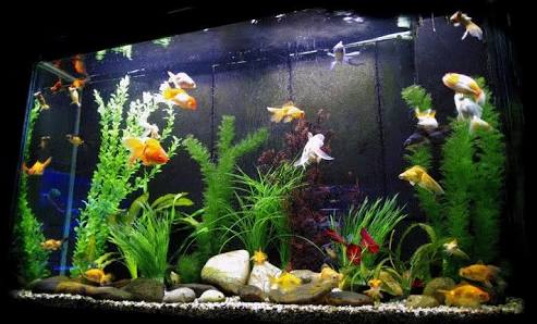 Petzz Aquarium - Badlapurdiary