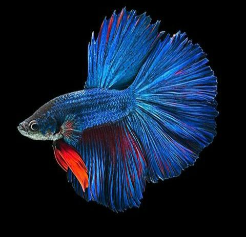 betta fish – Vijay Aquarium